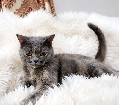 (Urgent عاجل) British Short Hair for Adoption - بريتيش شورت هير  للتبني
