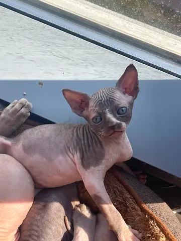 Sphynx kitten looking for a new home