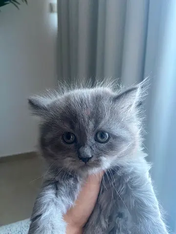 Persian Kittens