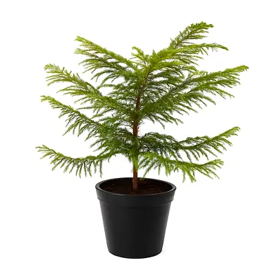 Araucaria Heterophylla (Star Pine/Triangle Tree/Living Christmas Tree)