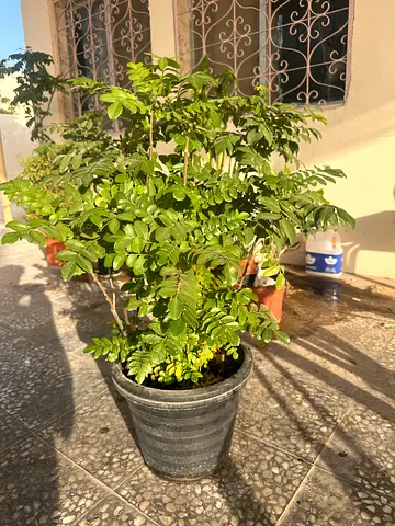 Plants for sale