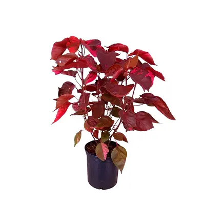 Acalypha Wilkesiana’ Jacob’s Coat’ (Copperleaf) Live  Plant