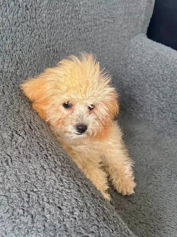 Adorable Female Maltipoo Looking for a Loving Home 🐶  We are looking for a wonderful new family