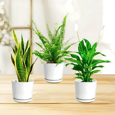 Set of 3 Indoor Potted Green Plants (Snake Plant, Fern, Peace Lily)