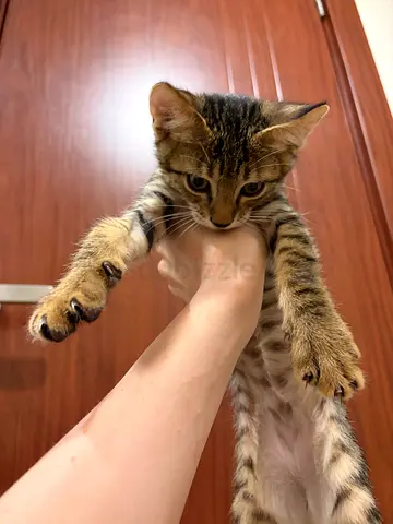 Kitten is looking for home