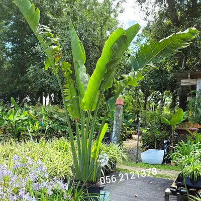 Traveler Palm For Sale