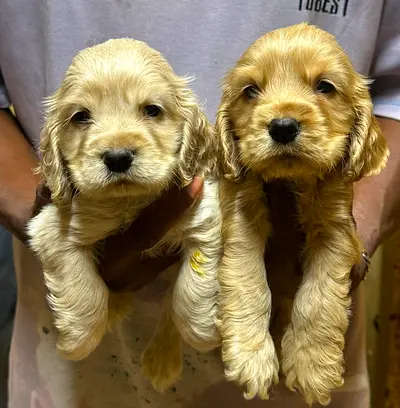 Dogs
