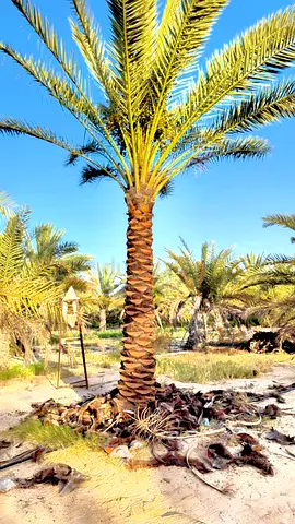 Mature Date Palm Tree for Sale - Ready to Plant (Tall Trunk)