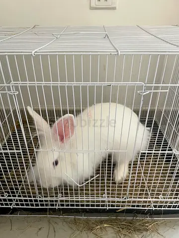Free adoption very healthy 4 months old Rabbit