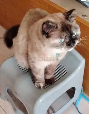 Friendly adult cat looking for a new home