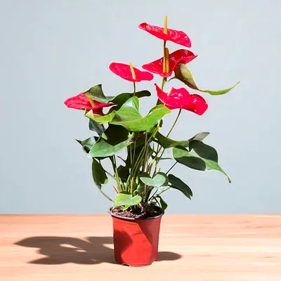 Live Anthurium Potted Indoor Plant - Red, White, Pink  Velvet color available