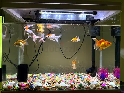 Complete Aquarium set