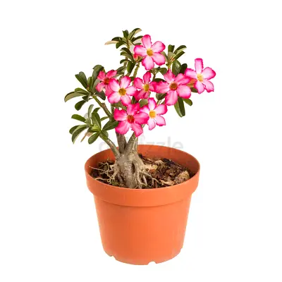Pink Desert Rose (Adenium) in Pot - Healthy Indoor/Outdoor Plant