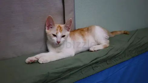 Free Kitten Looking for a Loving Home