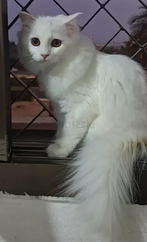 White long-haired cat - friendly, pure white cat for adoption.