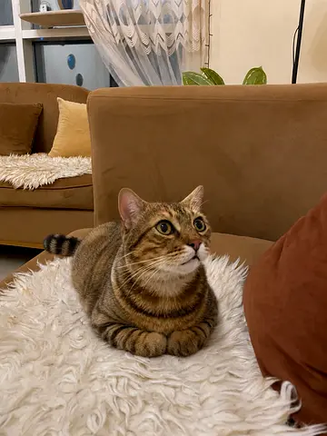 🐾 Free Brown Tabby Cat For Adoption 🐈
