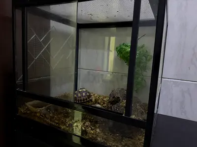 Two healthy tortoises With tunk