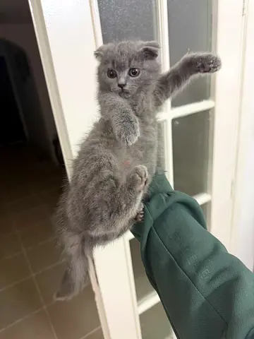 Scottish Fold Kitten - Male