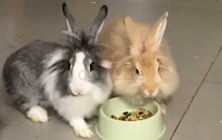 Rabbits for adoption for free