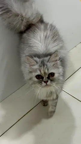 Pure Persian Cat for Adoption
