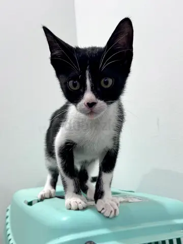 Kittens Looking For Home