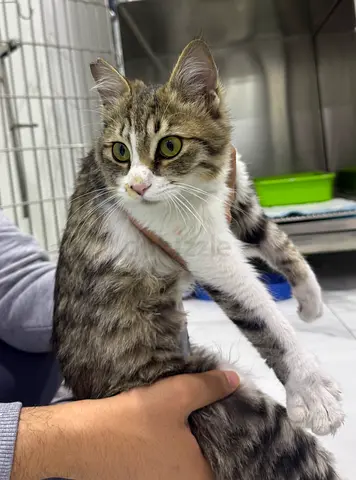Abandoned Cats Looking For Home