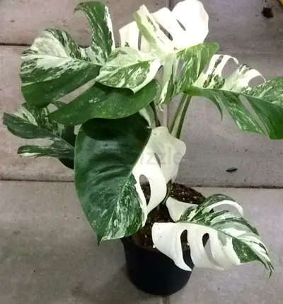 indor plant monstera albo variegata