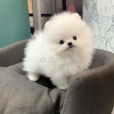 Adorable Pomeranian Puppy. healthy, playful, and vaccinated.
