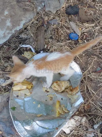 Urgent 1 months old kitten for free adoption