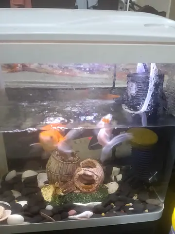 Small home aquarium with 3 fish and decorations