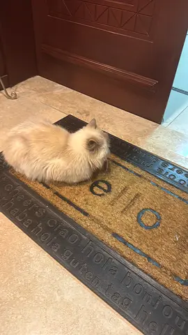 Cat for adoption