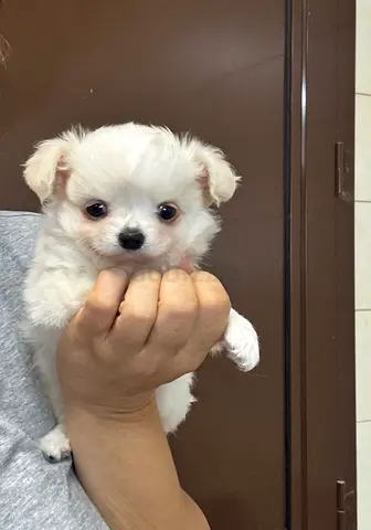 Small white puppy looking for a new home — friendly and healthy