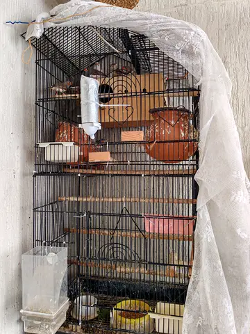 Birds