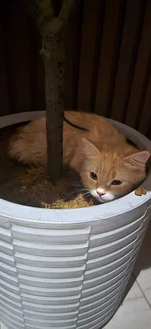 Cat for free adoption