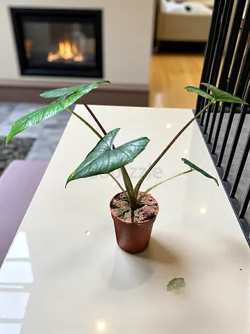 Live Alocasia Scalprum