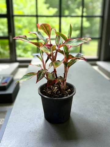 Aglaonema ‘Red Fire’