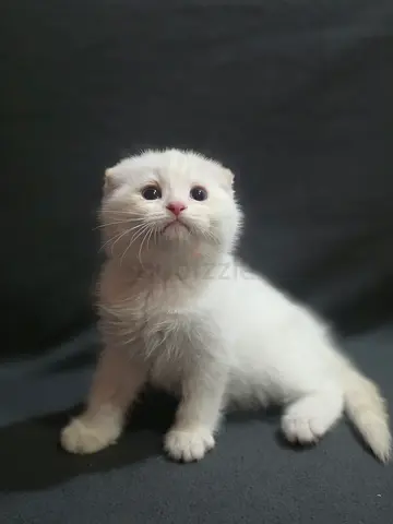 Scottish fold Red point