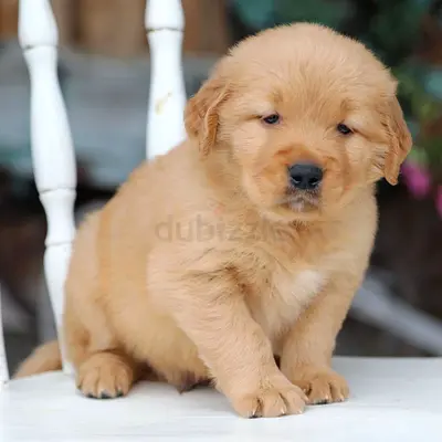 Adorable Golden Retriever puppy available for adoption