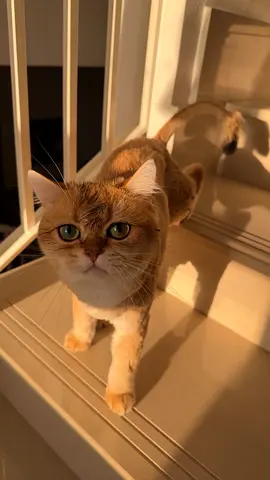 Adoption cat NW gold