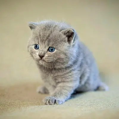 British Shorthair Kittens Available For Adoption