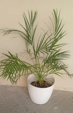 Areca Palm in White Pot - Indoor Houseplant