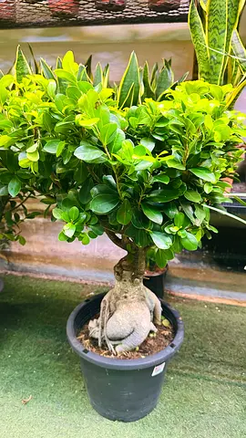 Small Ficus Ginseng Bonsai in Pot - Healthy Indoor Plant