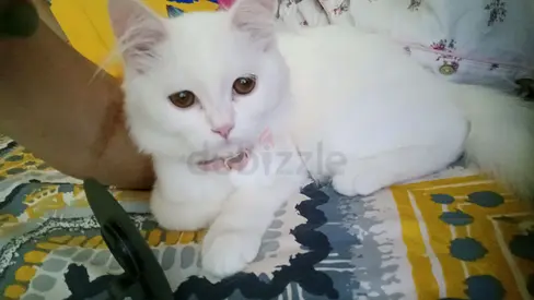 White long-haired cat available for adoption — affectionate and calm