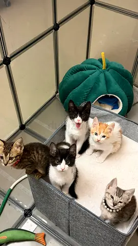 Kittens for free adoption