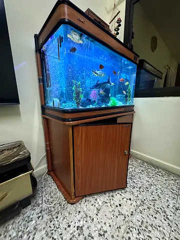 1M Wooden Aquarium Fish Tank with Cabinet  18 Cichlid fish - Ready to Move
