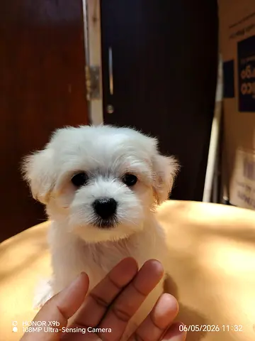 Cute Maltese puppy, 2 months old, ready for new home