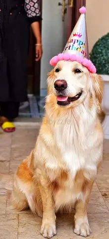 Pure Golden Retriever Female 3yrs