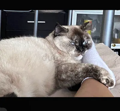 Cat for Free Adoption