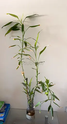 Lucky bamboo with glass vase and stones