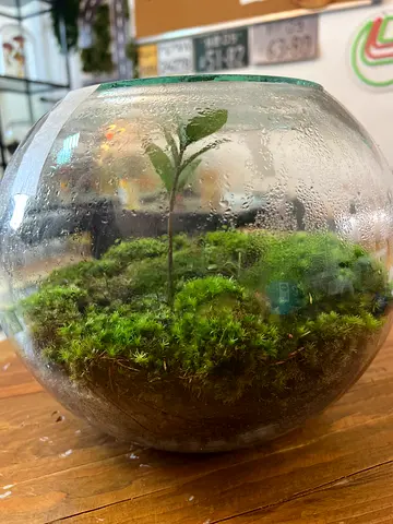 Decorative Glass Terrarium with Live Moss and Small Plant